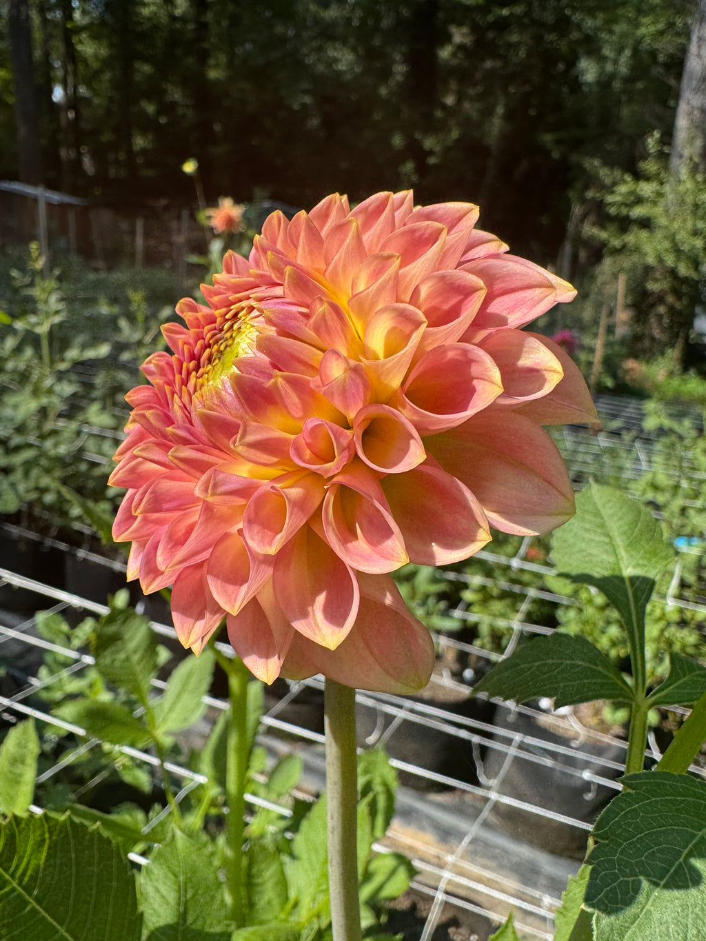 20th ave Softer Peach