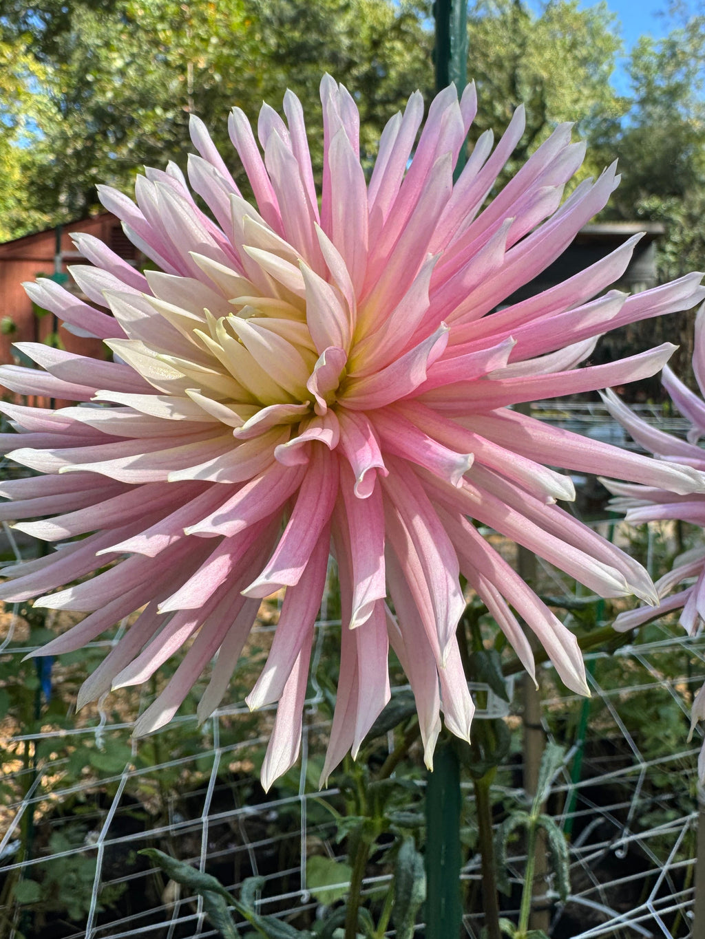 Hollyhill Cotton Candy