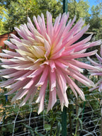 Hollyhill Cotton Candy