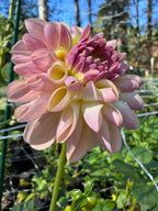 Lees scrumptious Pink