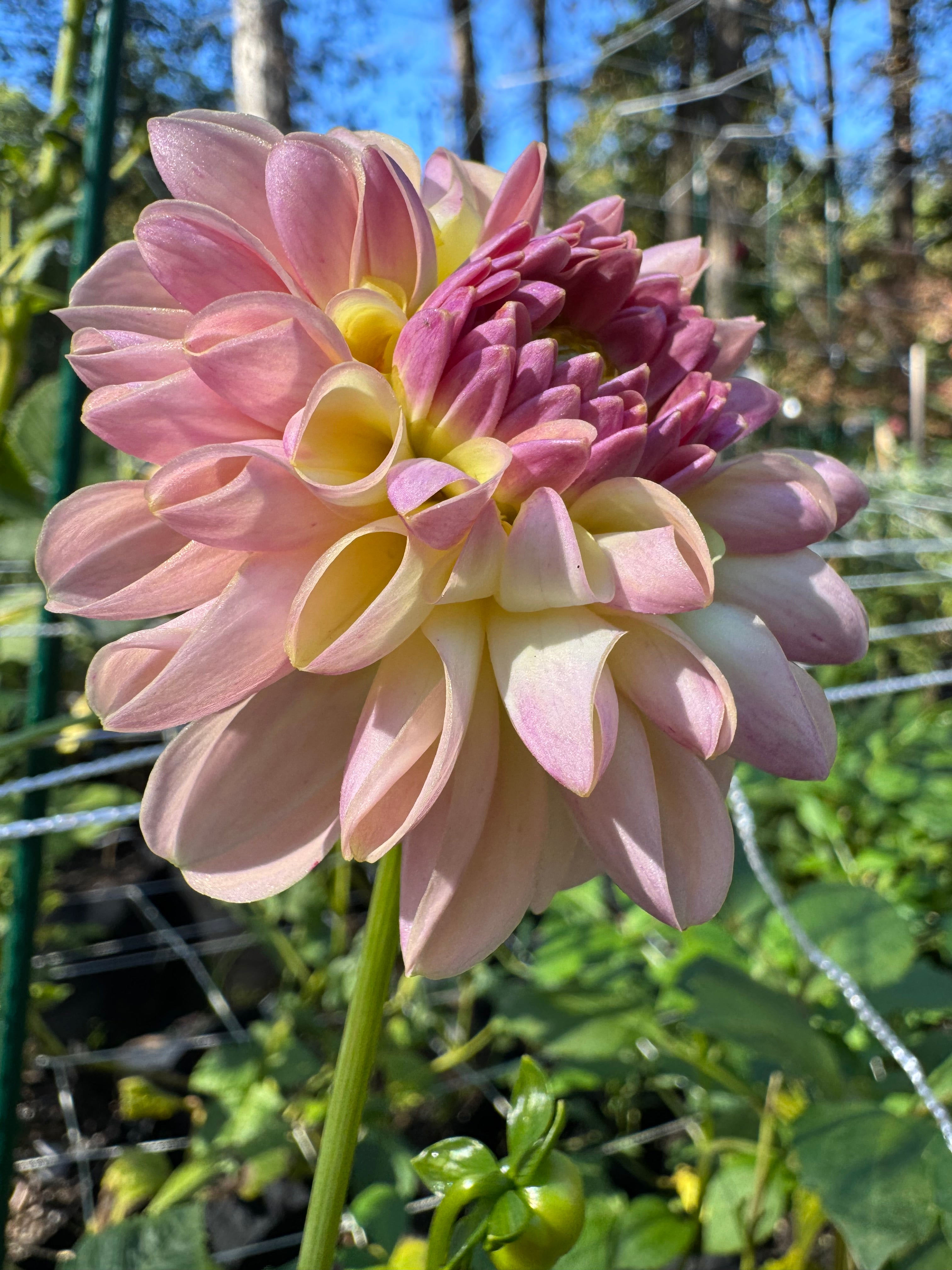 Lees scrumptious Pink