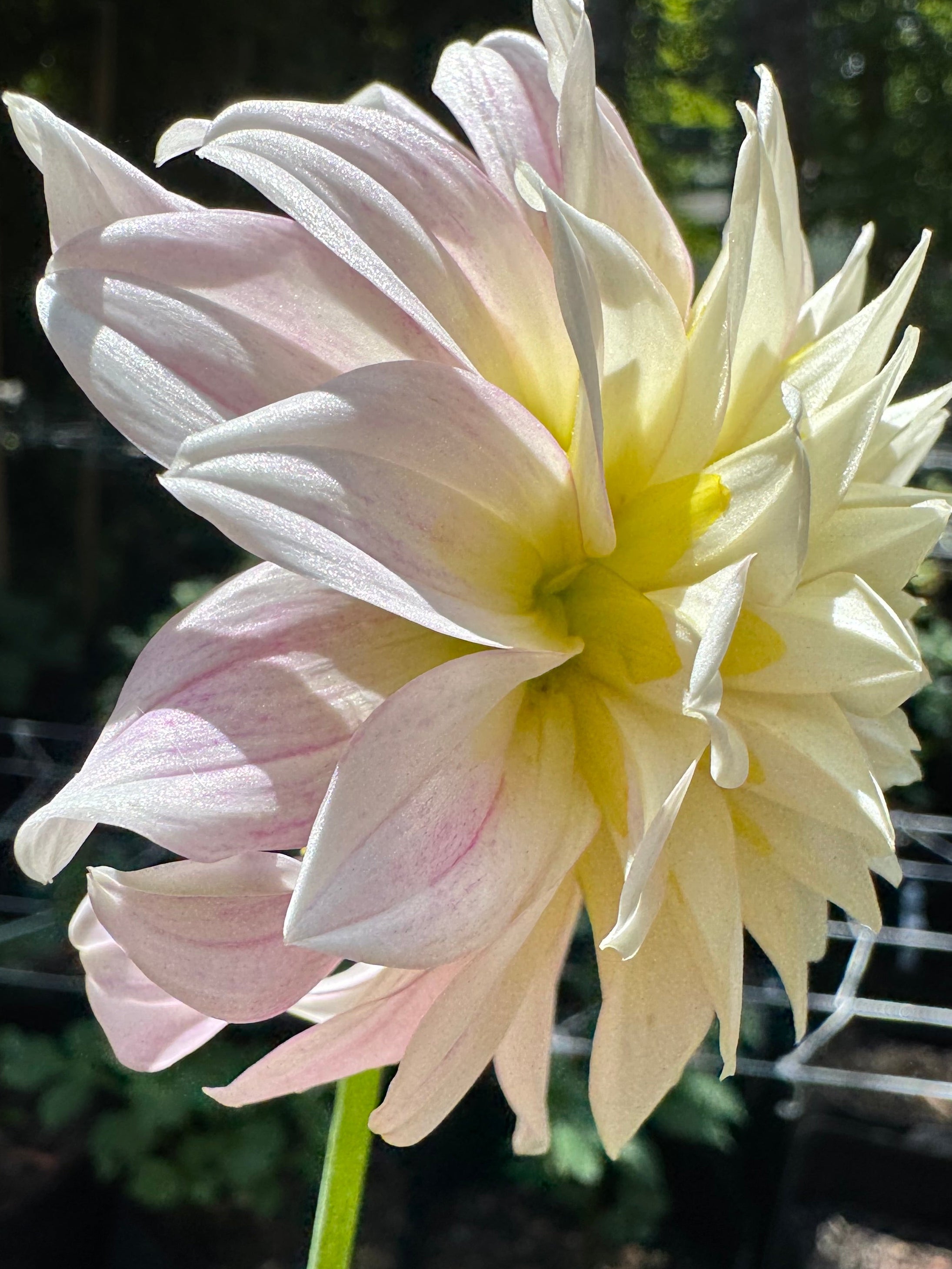 Mocha Jake