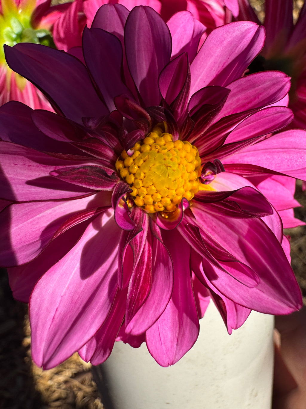 Sandia Brocade
