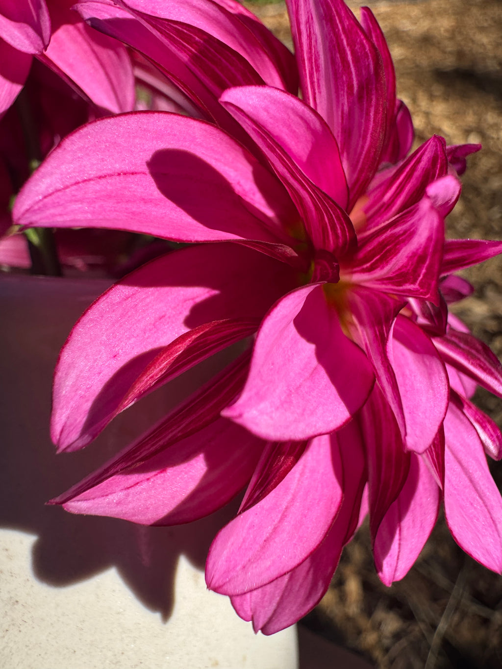 Sandia Brocade