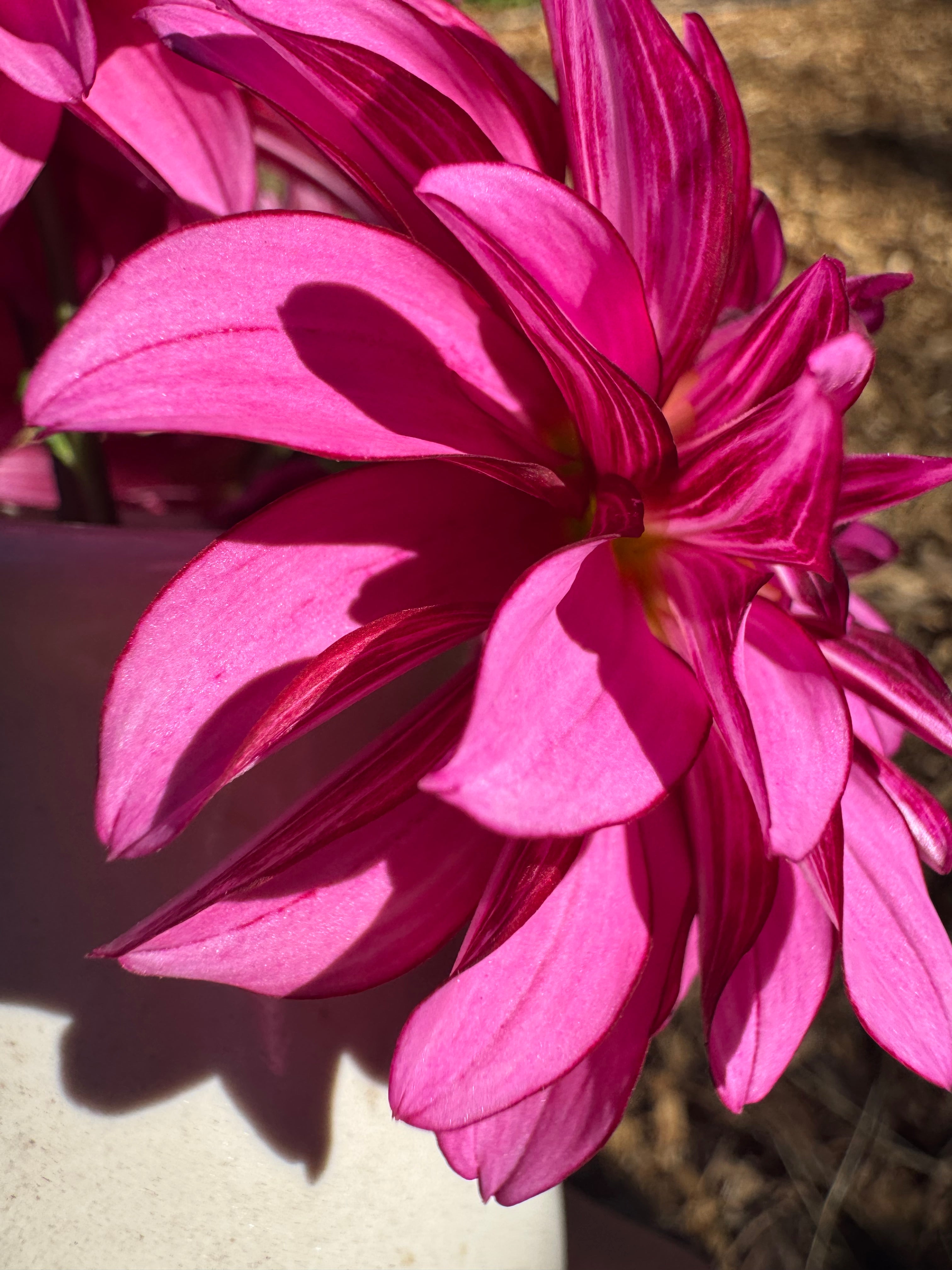 Sandia Brocade