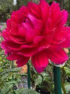 Hollyhill Pandora