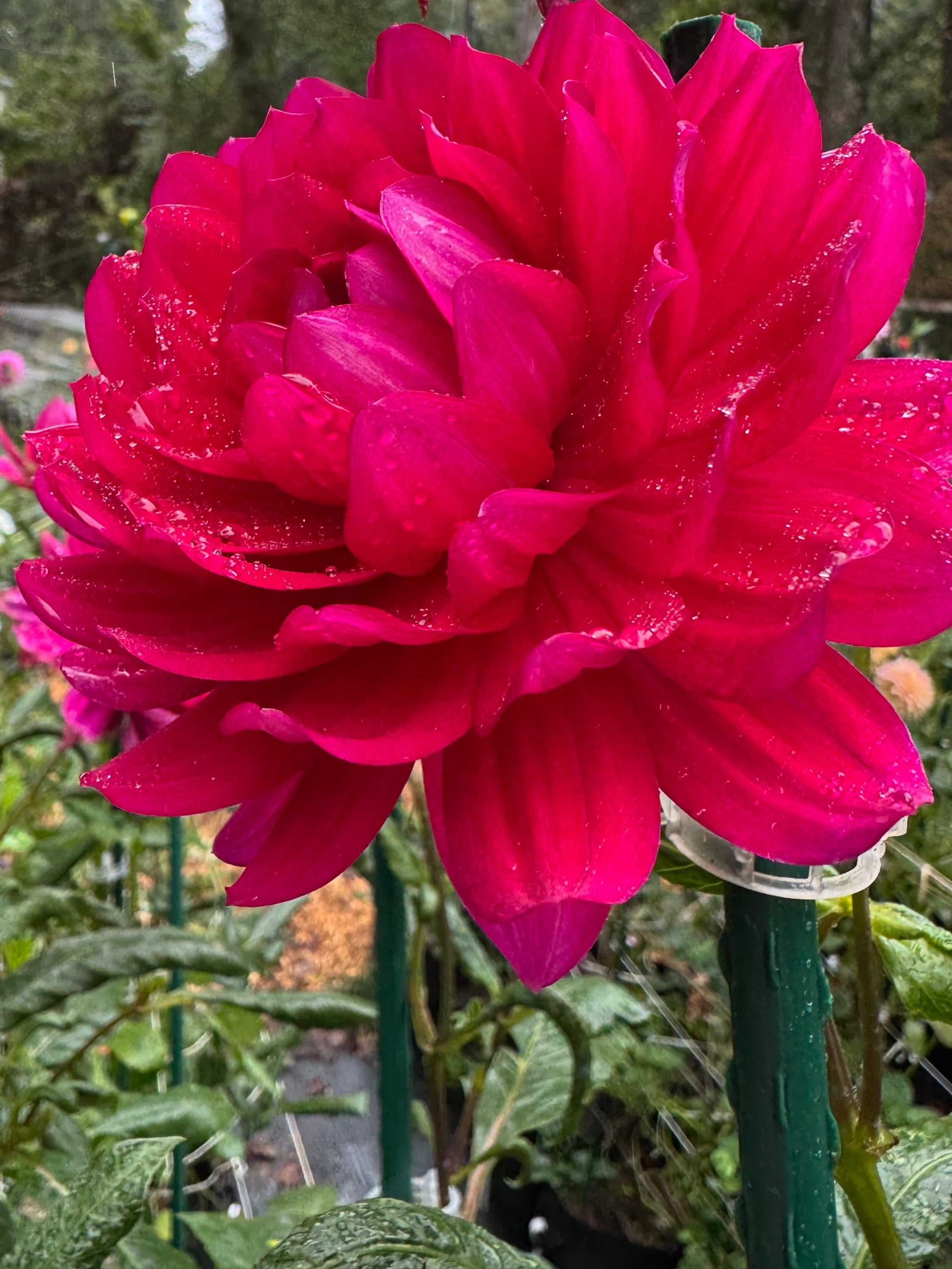 Hollyhill Pandora