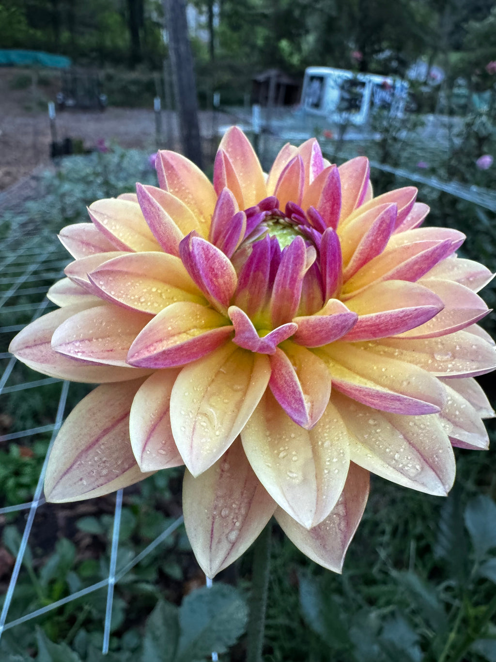 Madame Antoinette