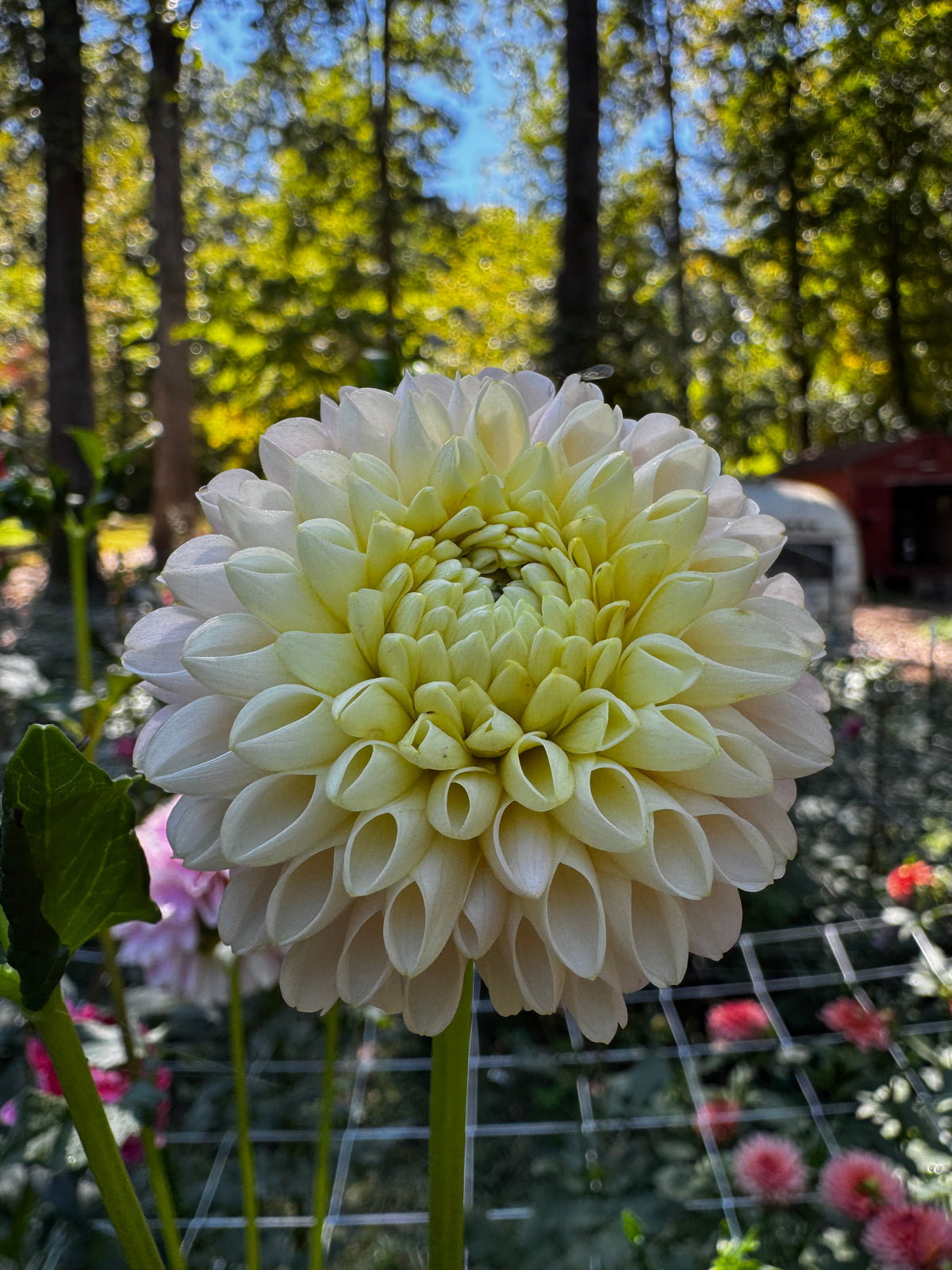Hollyhill Pollyanna
