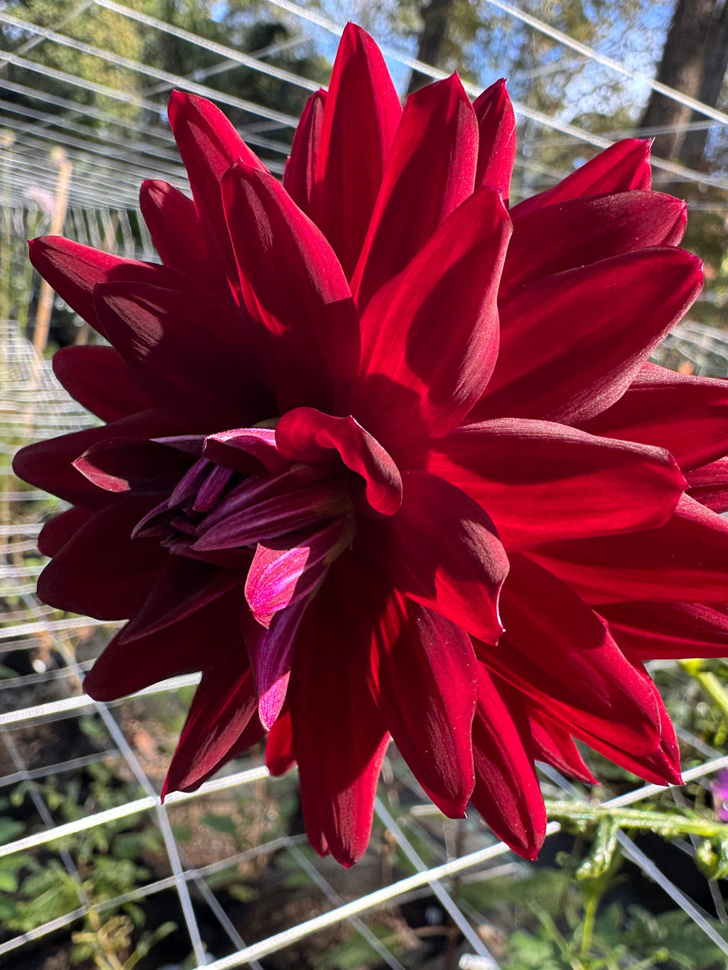 Hollyhill Black Magic