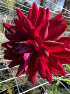 Hollyhill Black Magic