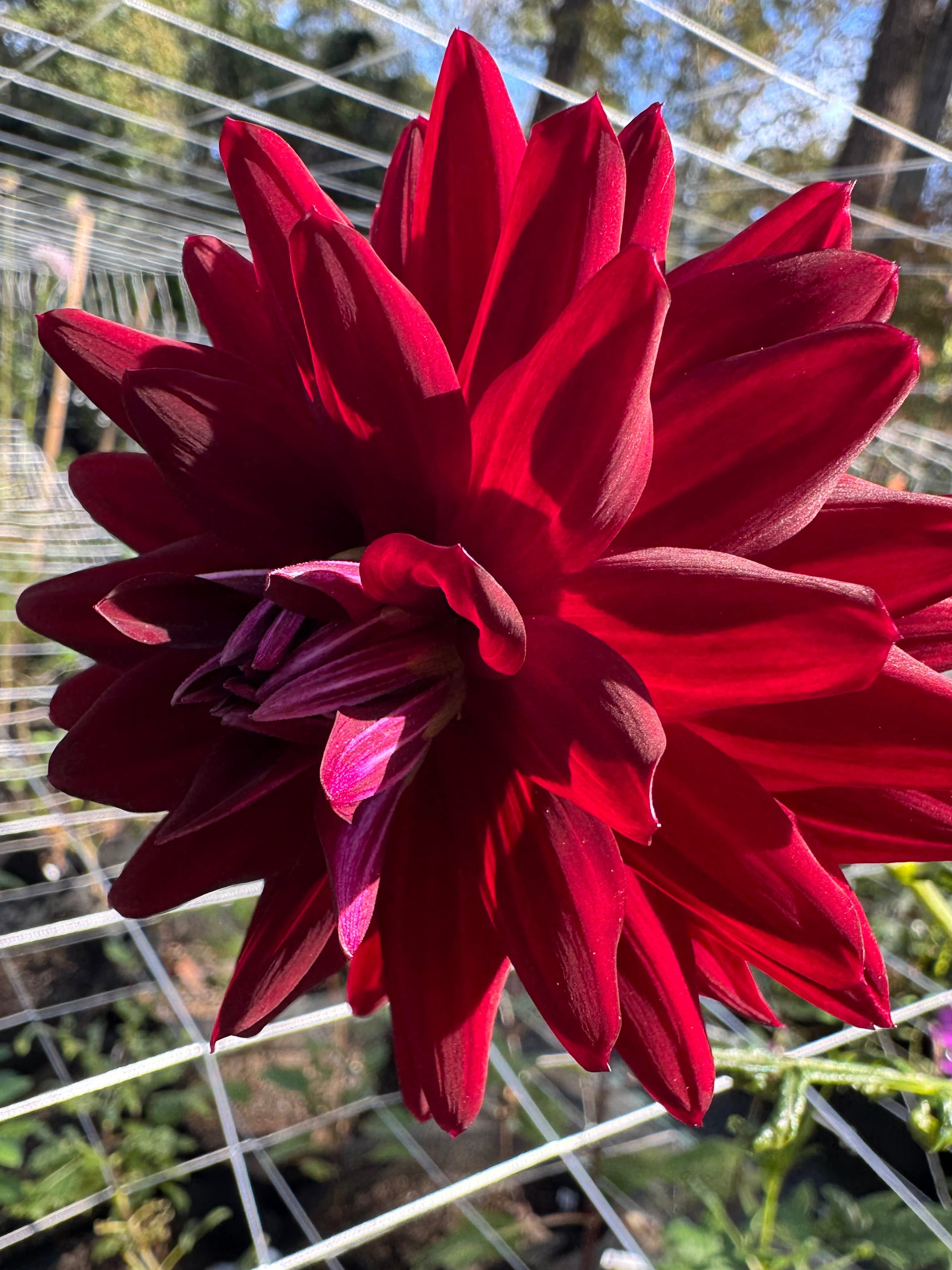 Hollyhill Black Magic