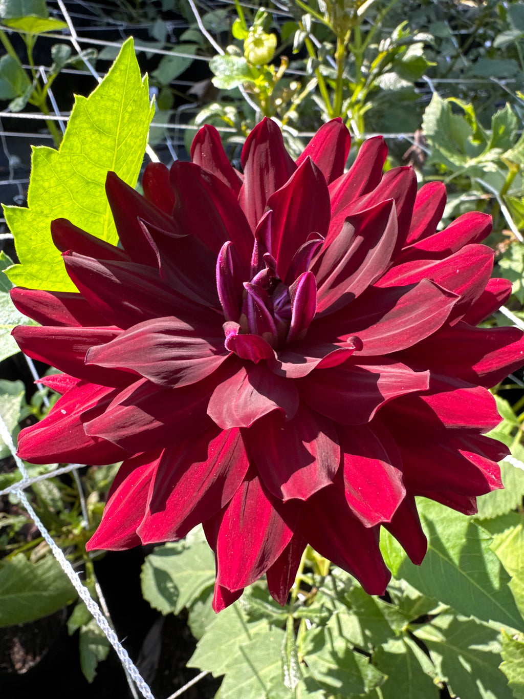 Hollyhill Black Beauty