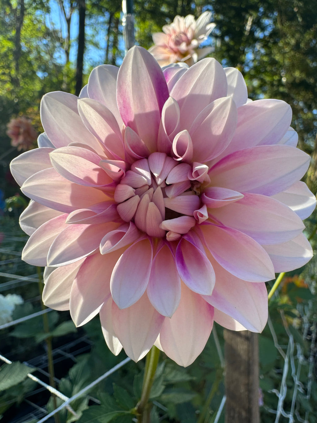 Lees Lilly pilly