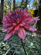 Dutch Pearl