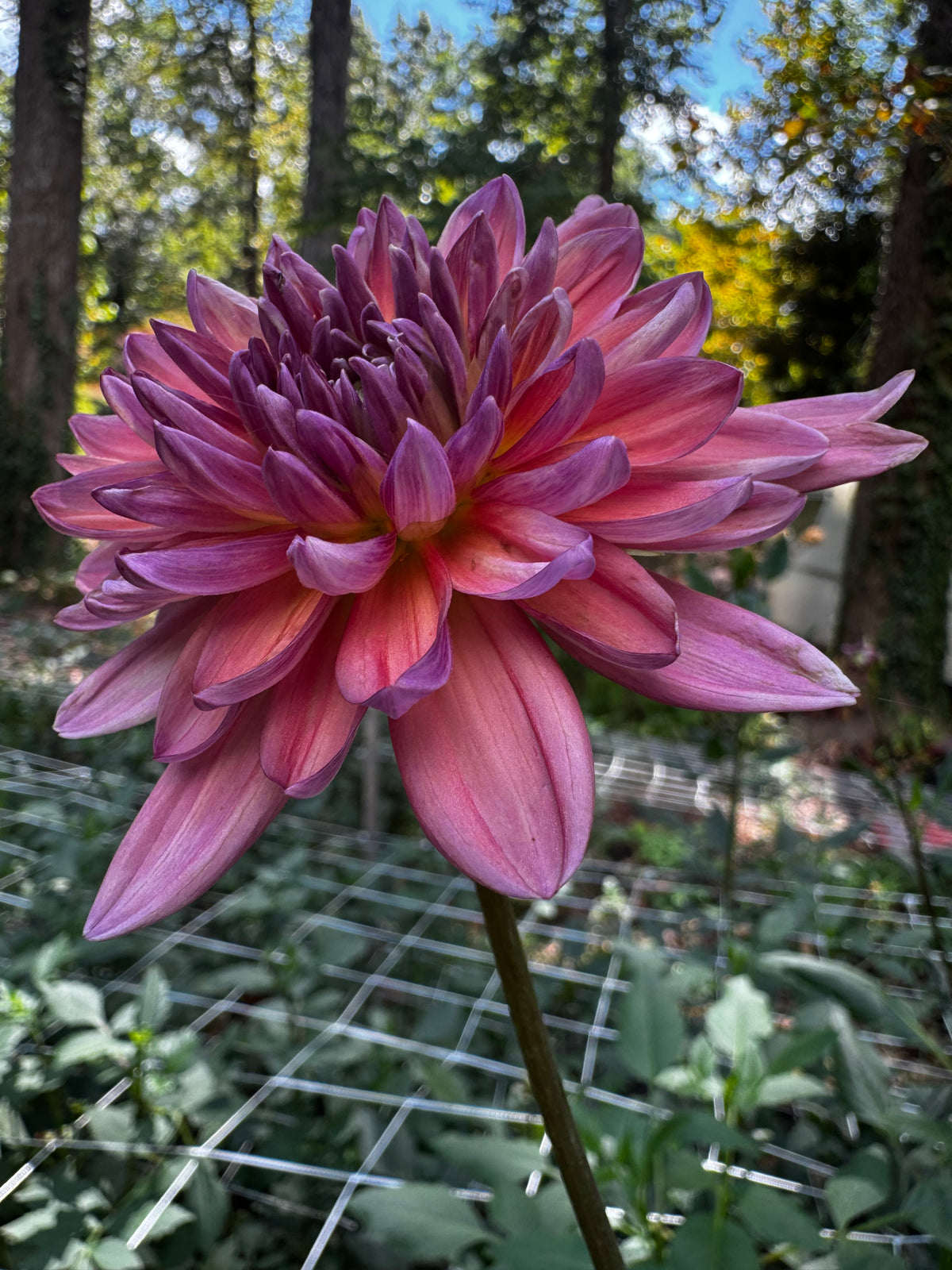 Dutch Pearl