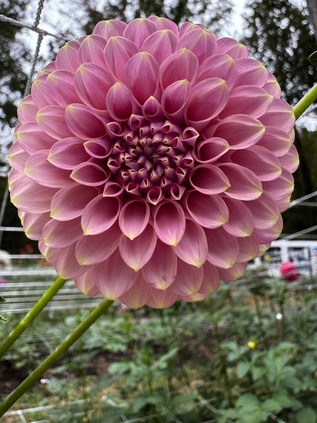 Florelie Oracle