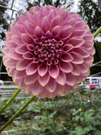 Florelie Oracle