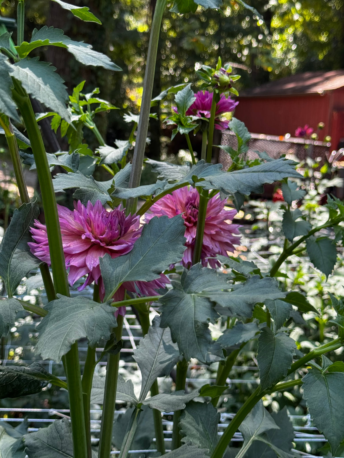 La belle époque