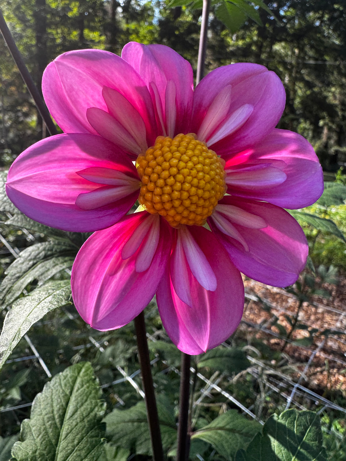 KLD Rose
