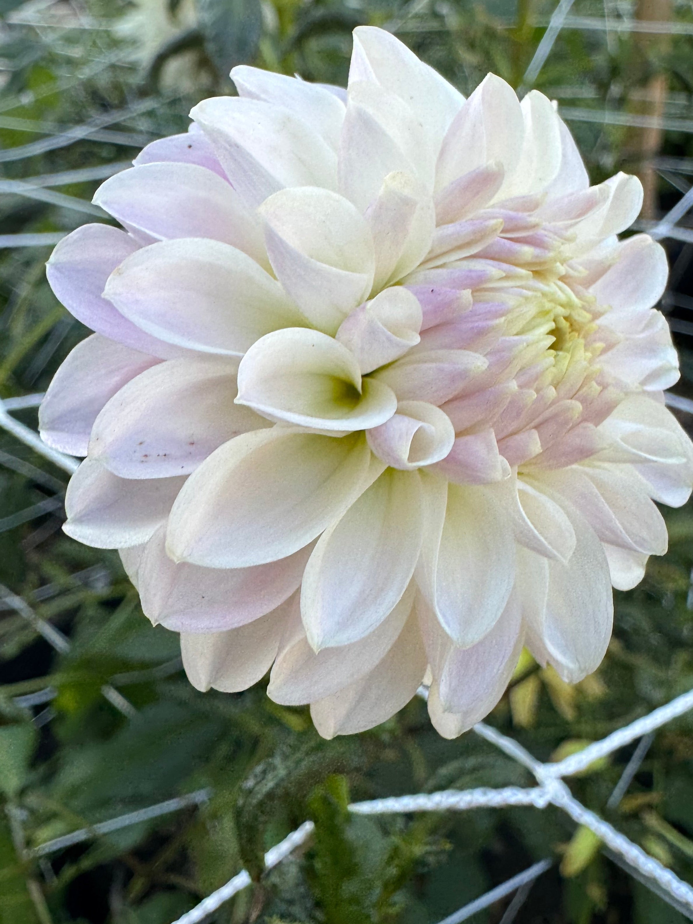 Tahoma Kelli