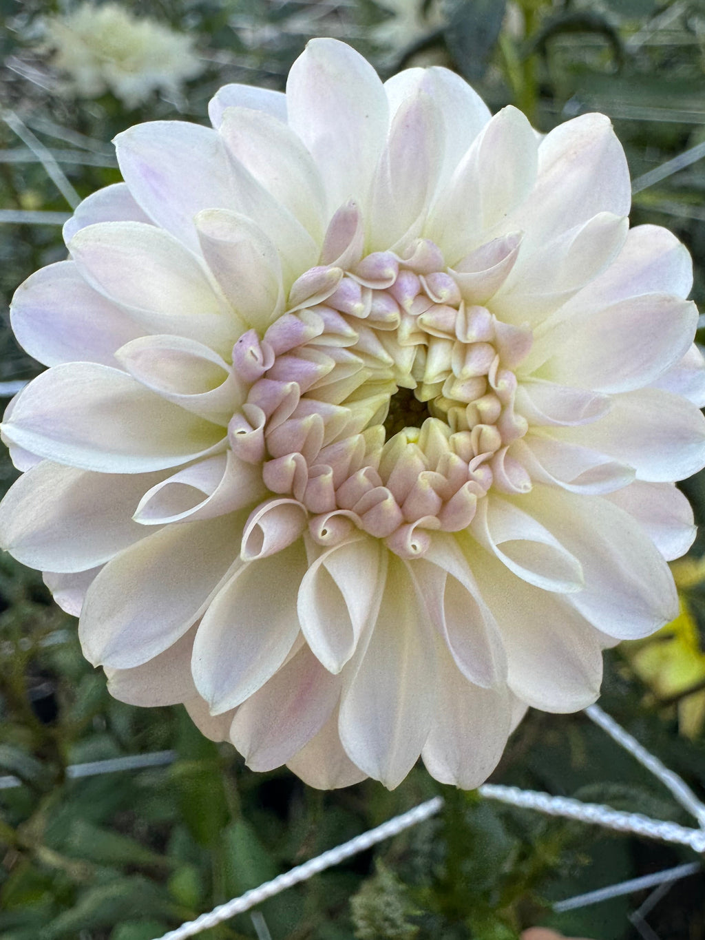 Tahoma Kelli