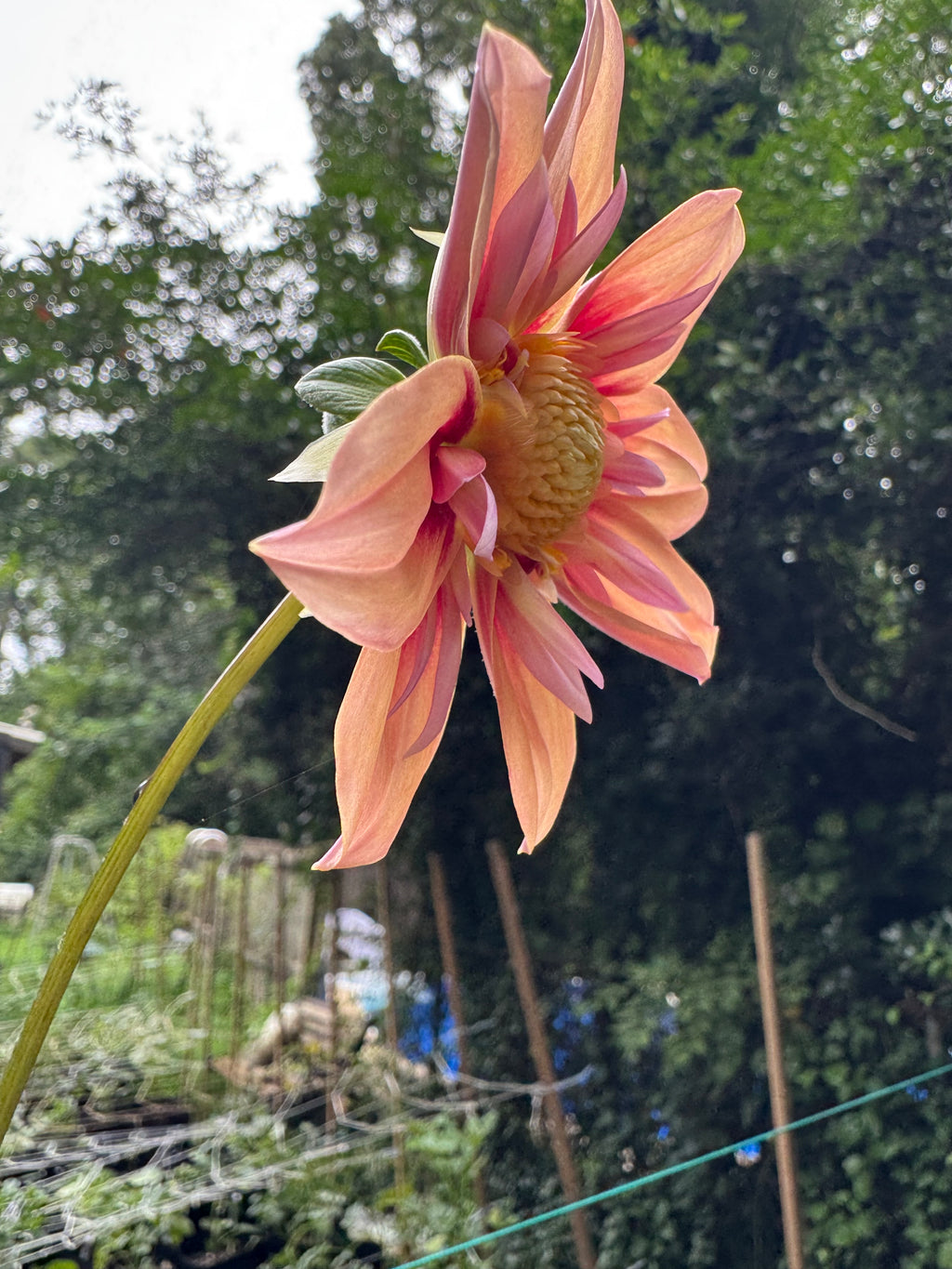 Orange Hype