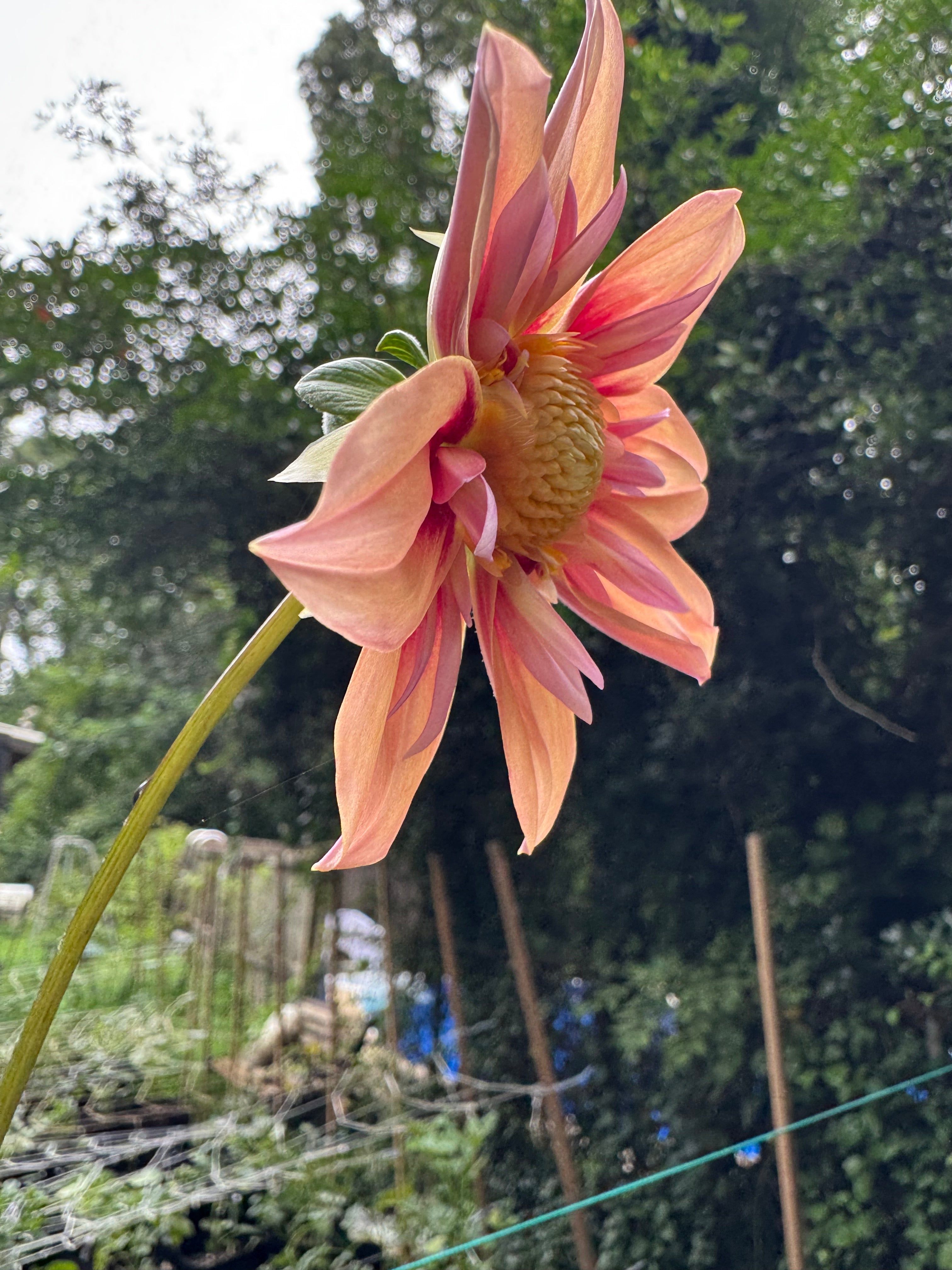 Orange Hype