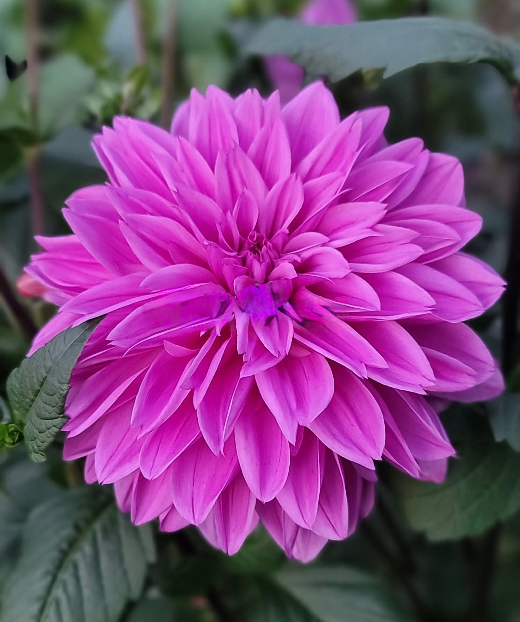 Lilac Time