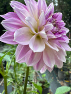 Lavender Ice