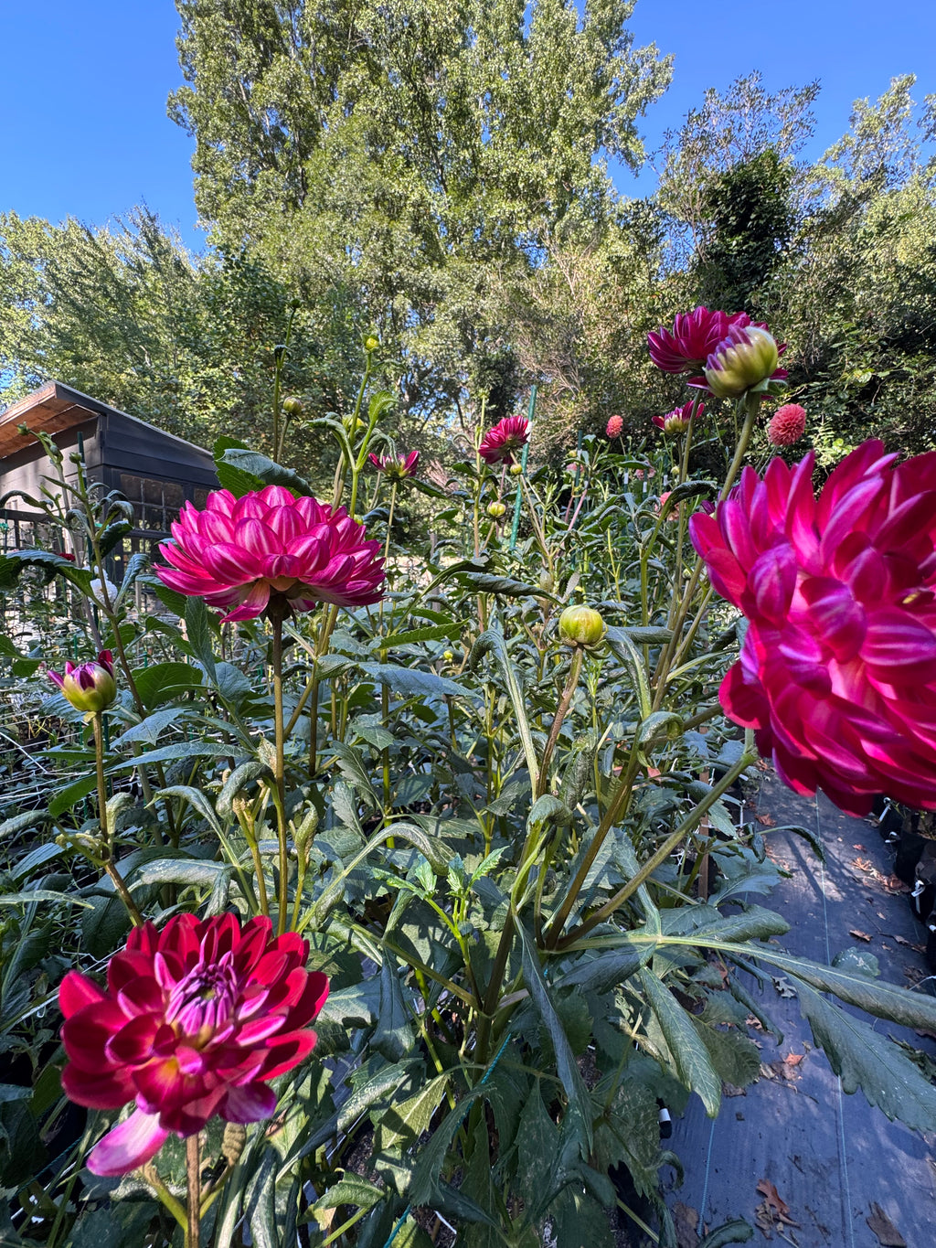 Sandia Bertha