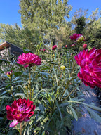 Sandia Bertha