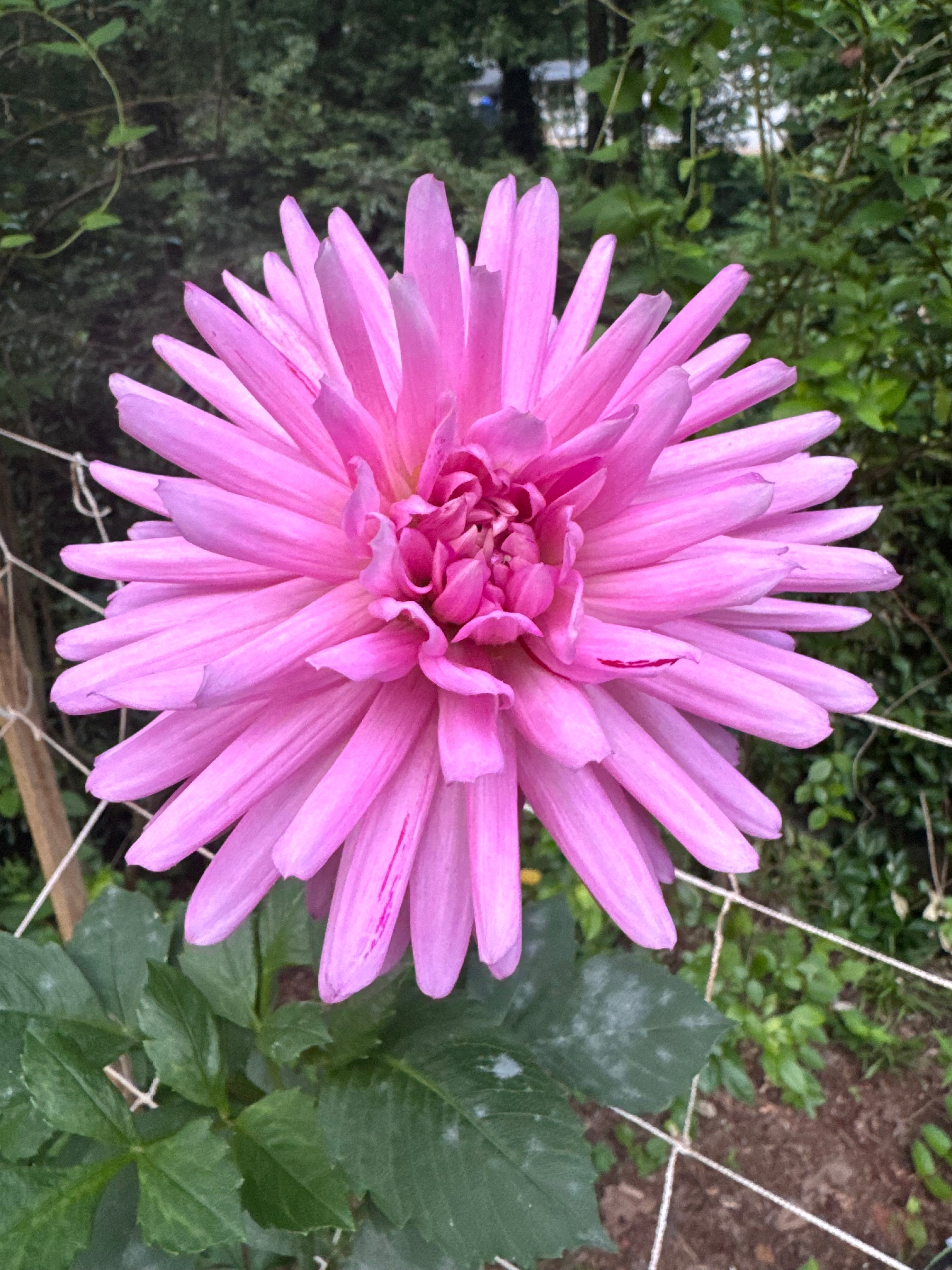 Sandia Barbie Sporty