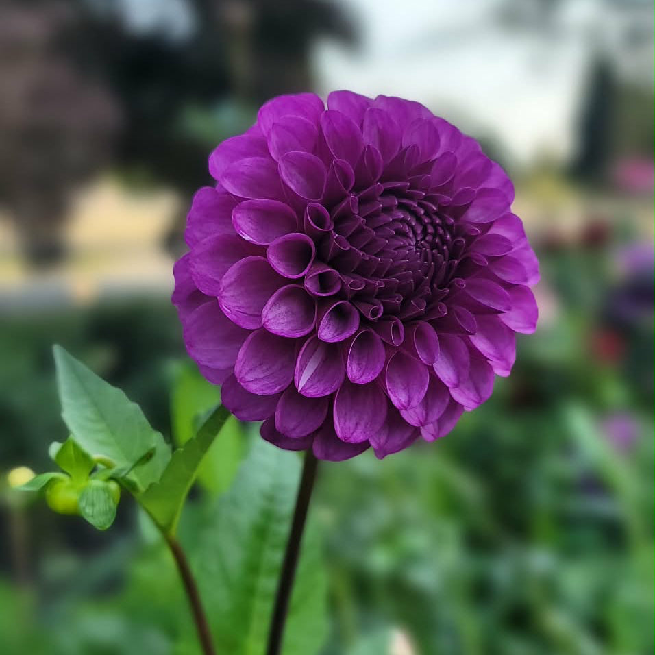 Robann Regal