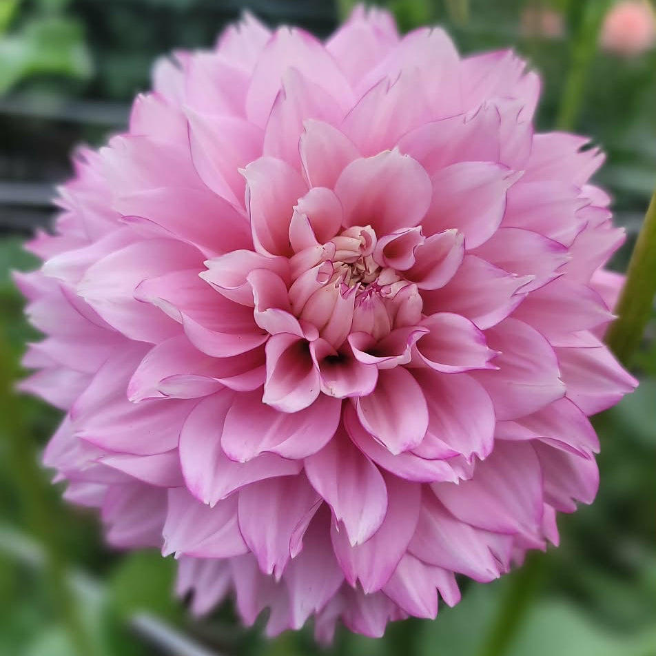 Hollyhill Pinkie