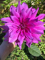 Purple Taiheijo