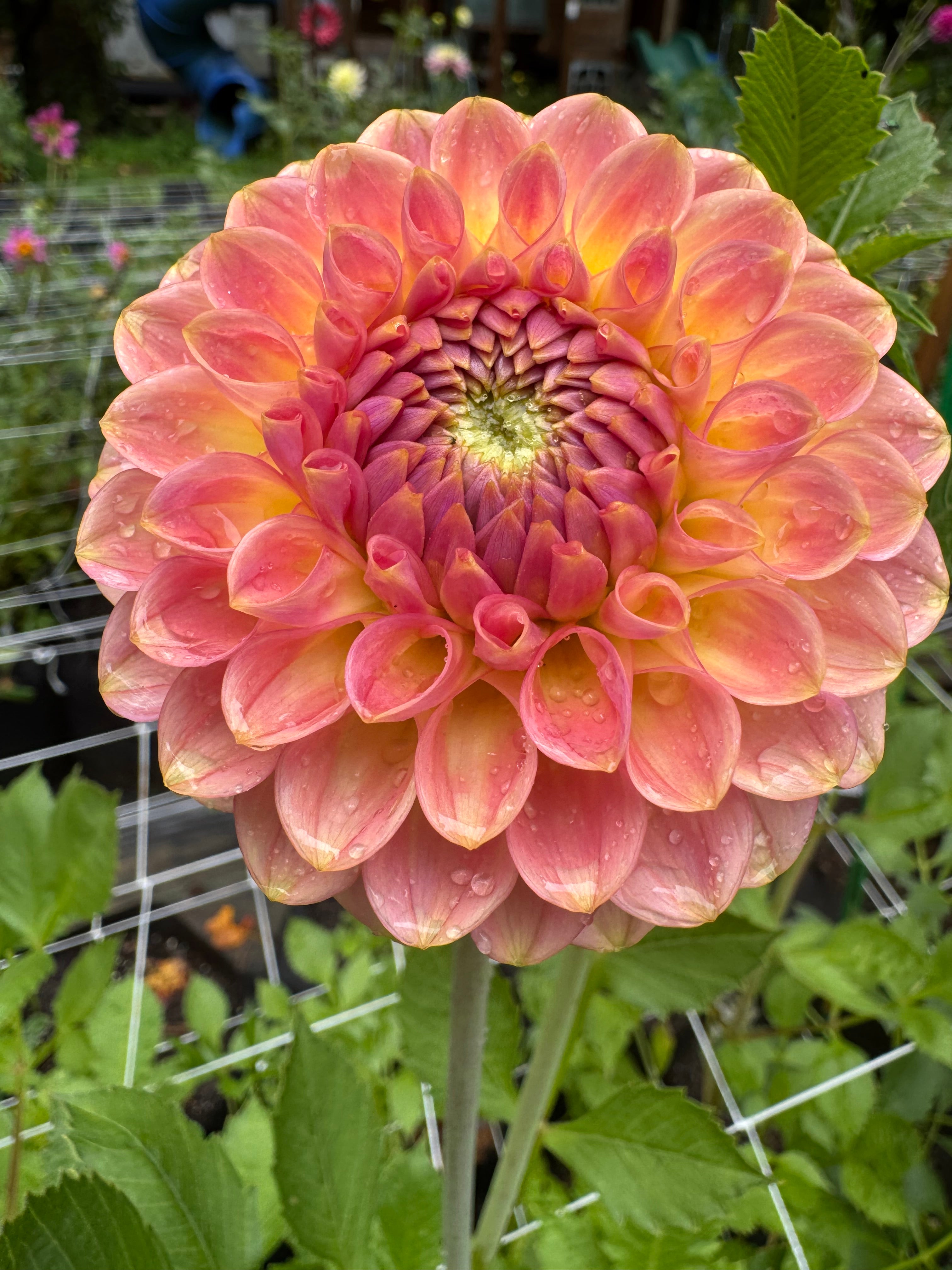 20th ave Softer Peach