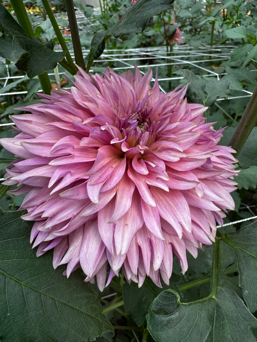 La belle époque