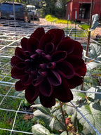 Manoa