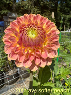 20th ave Softer Peach