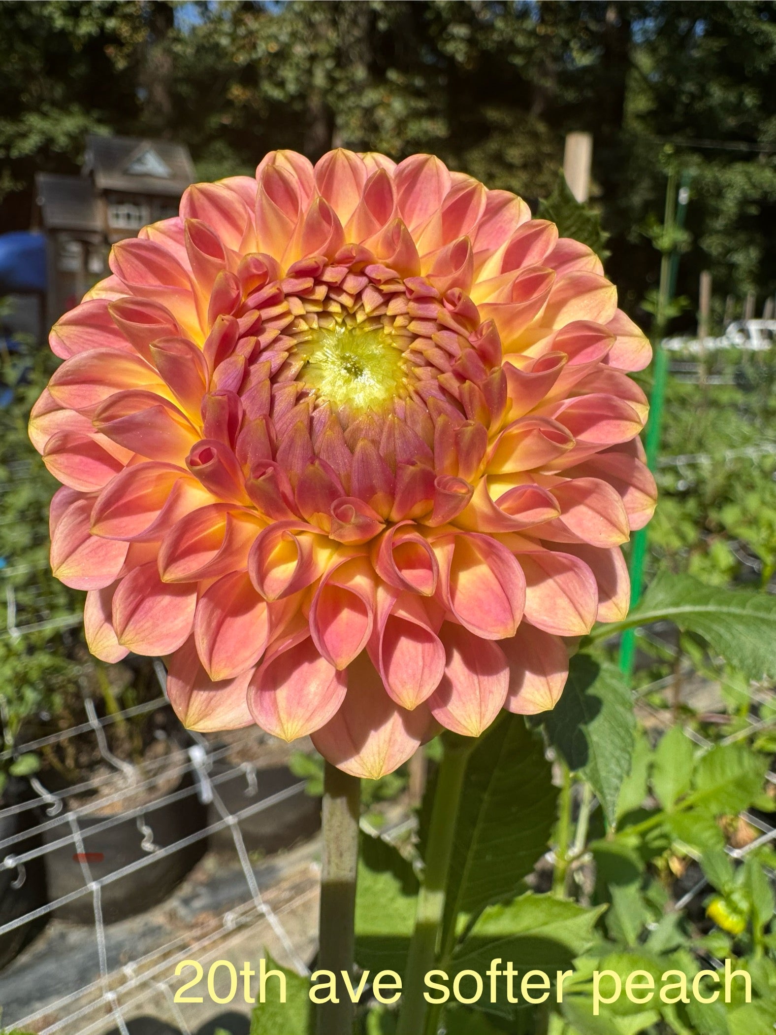 20th ave Softer Peach