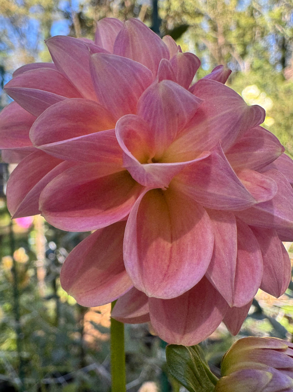 Clearview Peachy