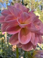 Clearview Peachy