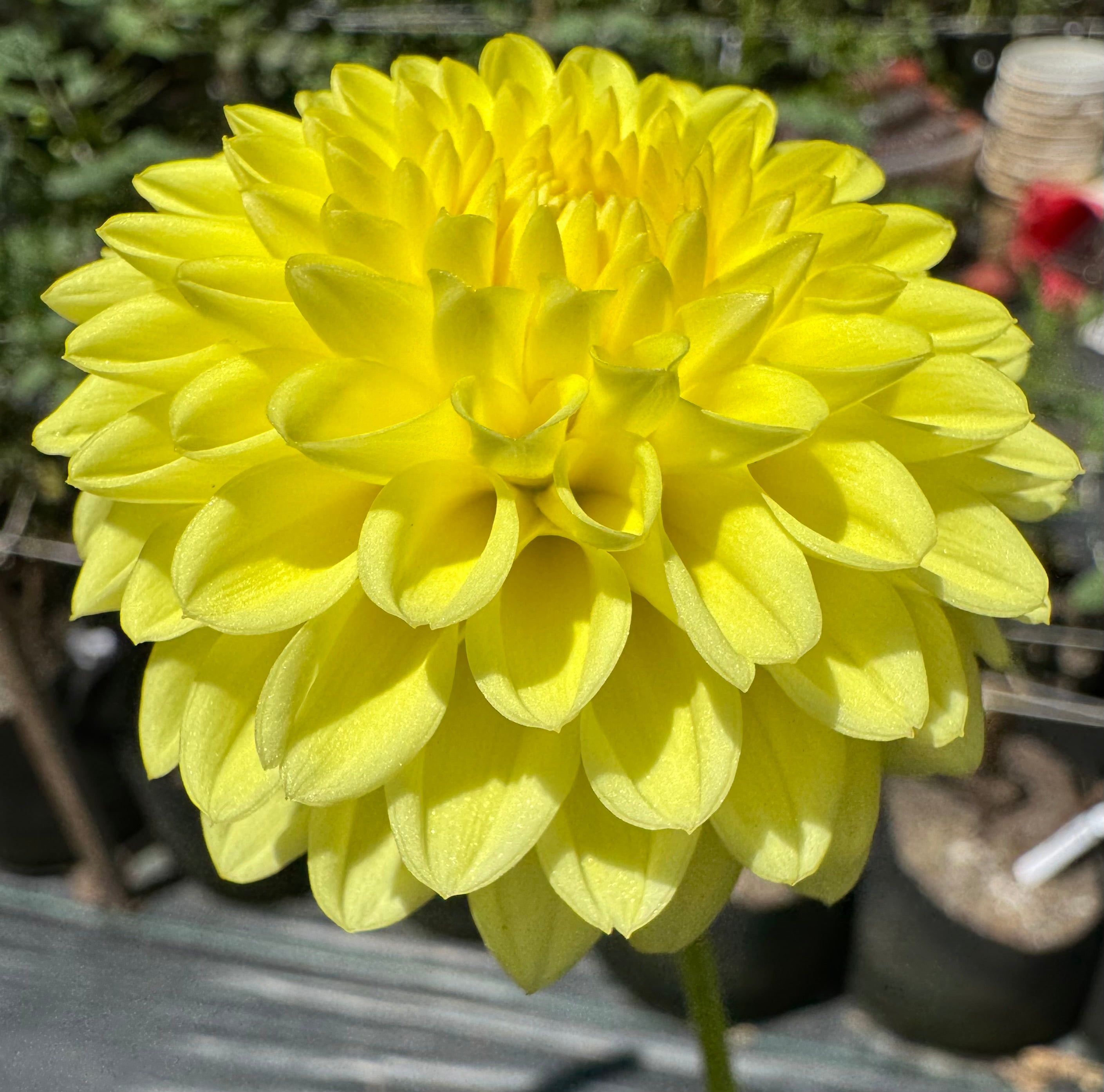 Blighton Golden Girl