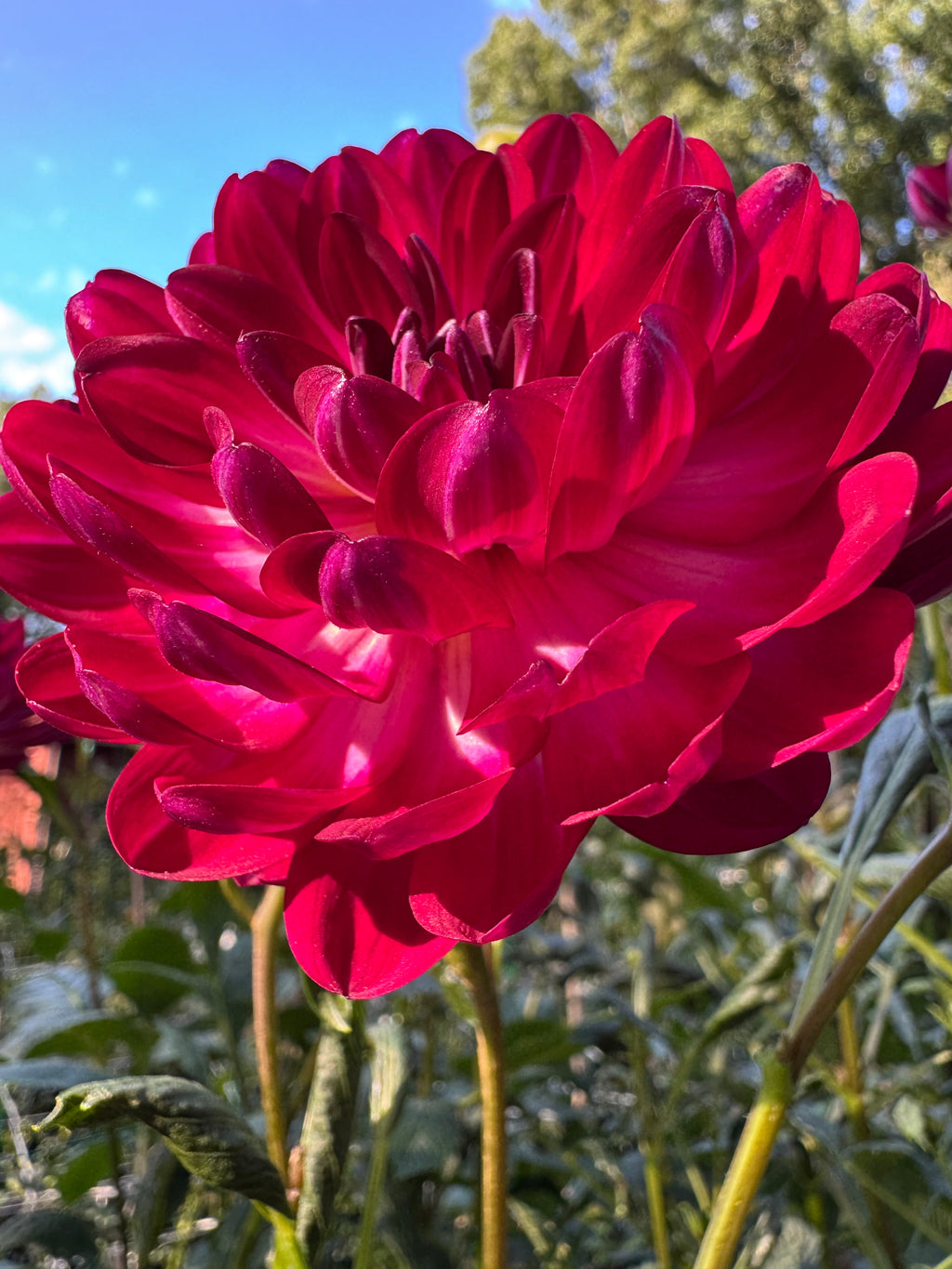 Sandia Bertha