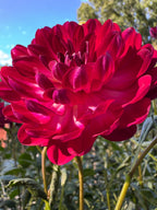 Sandia Bertha