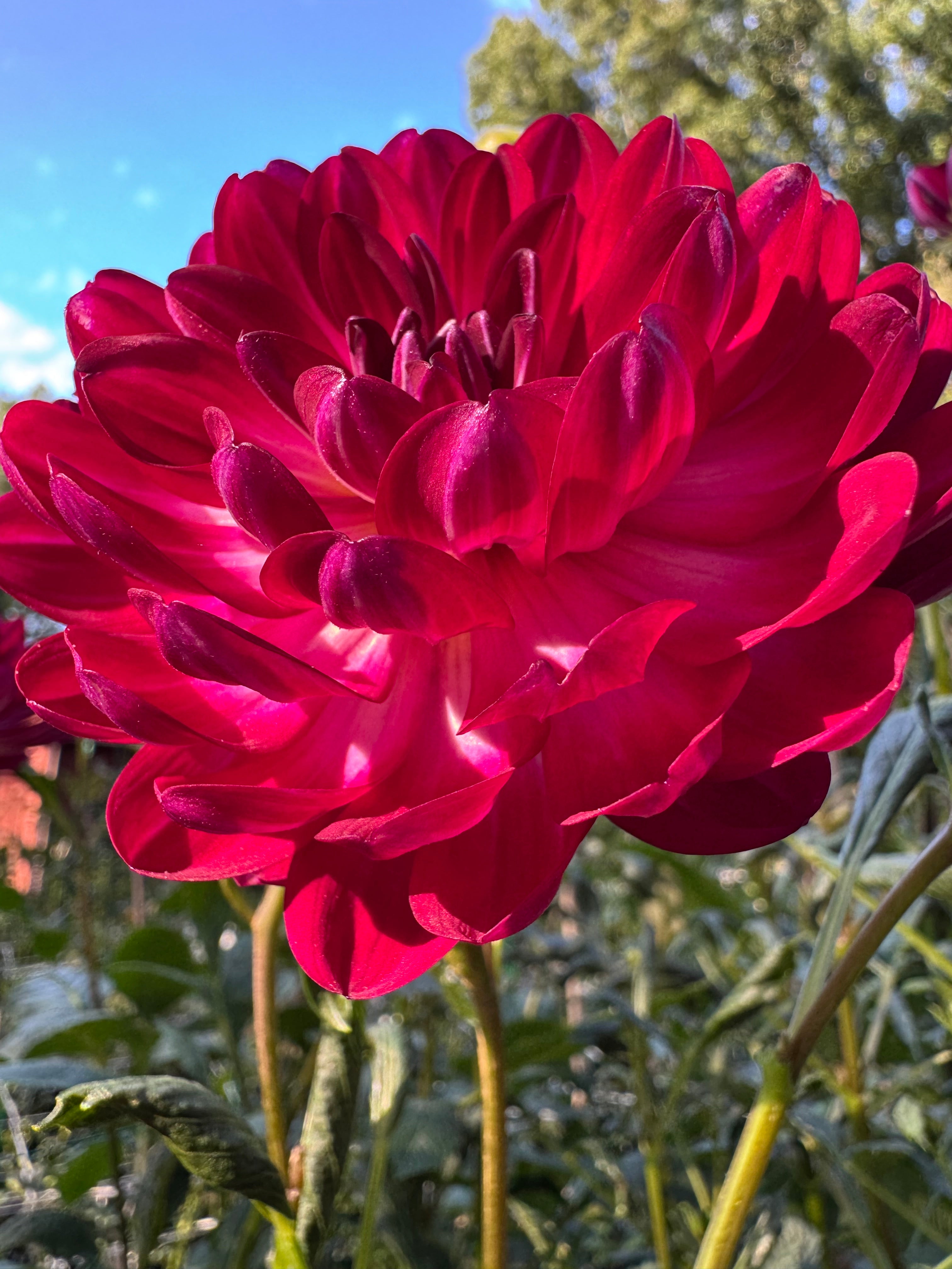 Sandia Bertha