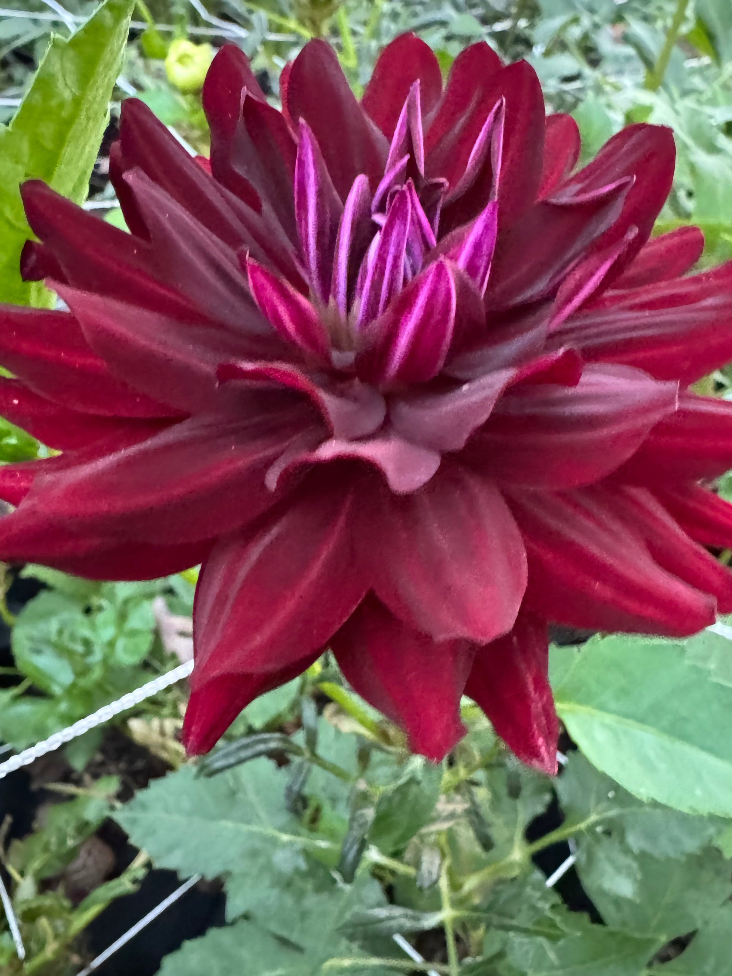 Hollyhill Black Beauty
