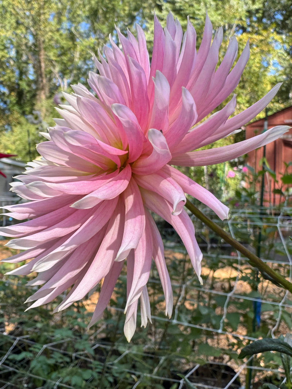Hollyhill Cotton Candy