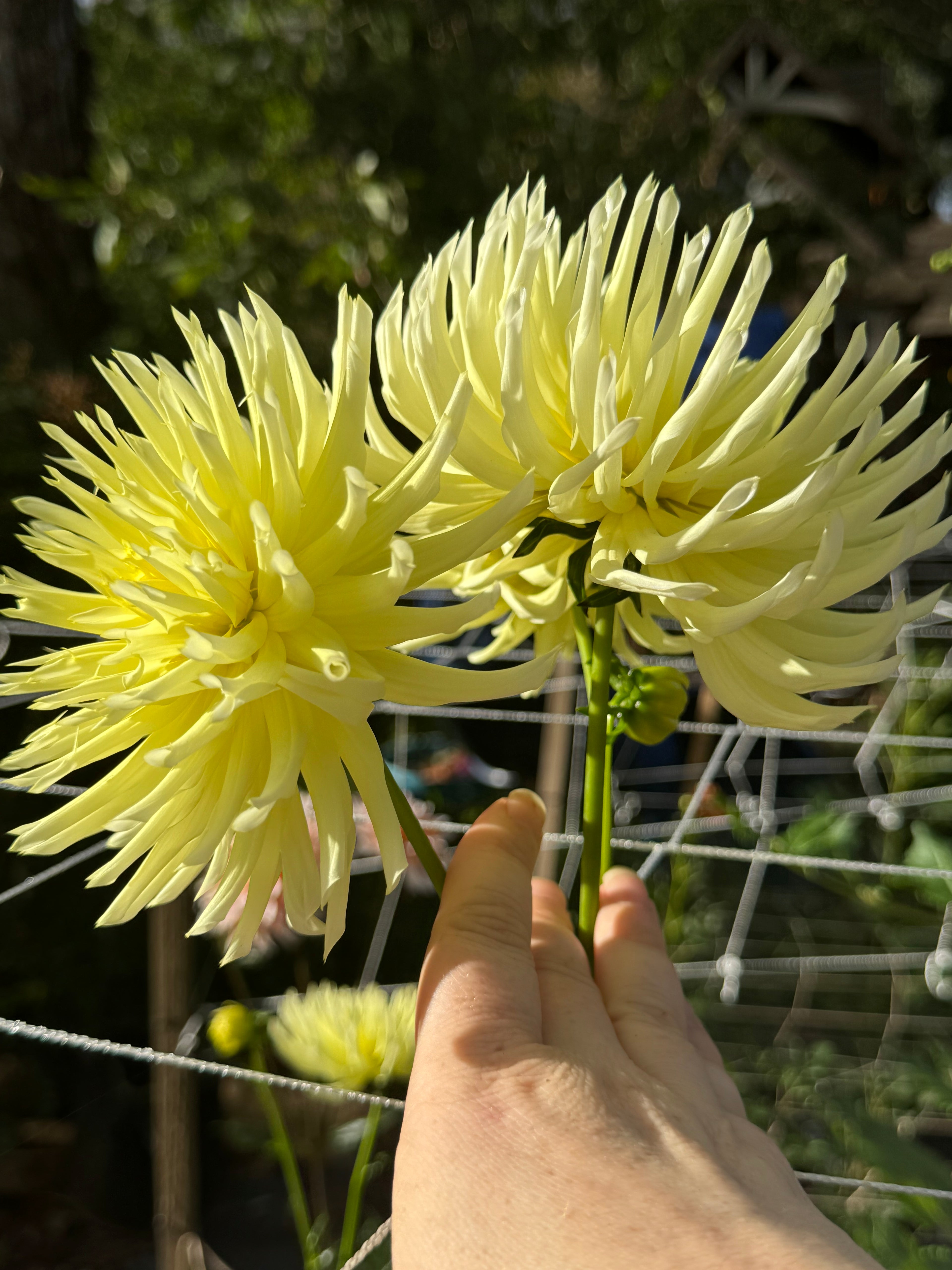 Bloomquist Lace